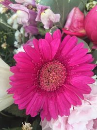 Close-up of pink flower blooming outdoors