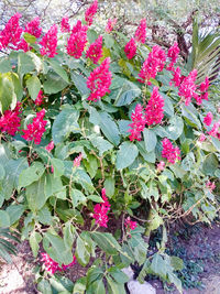 Close-up of pink flowers blooming outdoors
