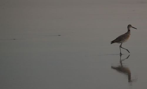 Bird flying over white background
