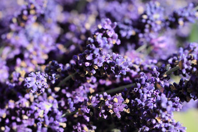 Close-up of purple flowering plants