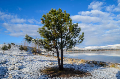 Trees on snow covered land against sky