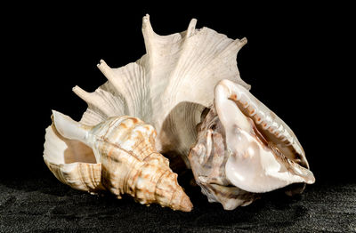 Close-up of seashell against black background