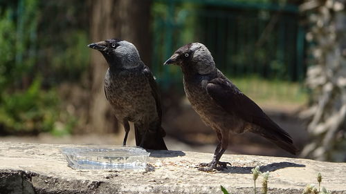 Two crows standing together