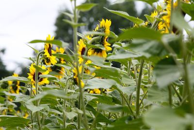 Close-up of yellow flowering plants on field