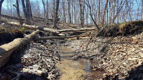 Close-up of tree against sky