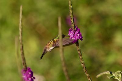 Close-up of bee perching on flower