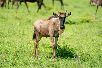 Young wildebeest calf stands staring at camera