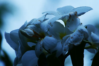 Close-up of white flowering plant