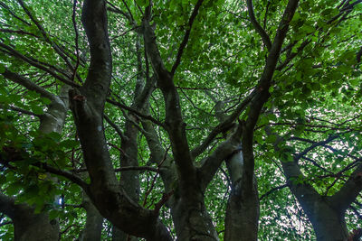 Low angle view of bamboo trees in forest