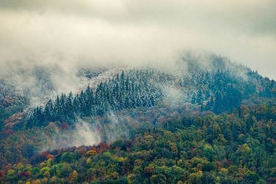 View of trees in forest against sky during foggy weather