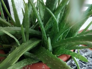 Close-up of fresh green plants