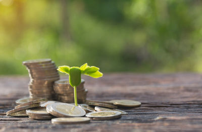 Close-up of seedling with coins on table