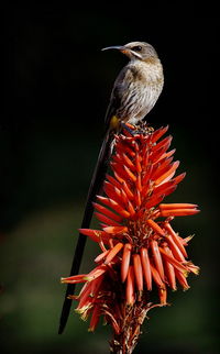 Close-up of bird perching on red feeder