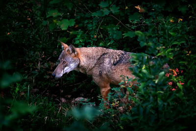 View of wolf on land