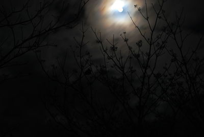 Low angle view of bare trees against sky at night