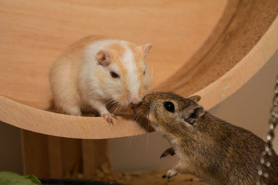 Close-up of rodents by wood