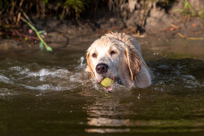 Portrait of dog running in lake