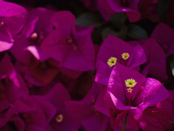Close-up of pink flowers blooming outdoors