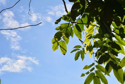 Low angle view of leaves against sky