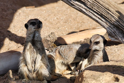 Close-up of meerkat