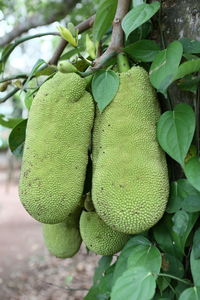 Close-up of fruit growing on tree