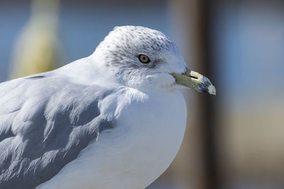 Close-up of seagull