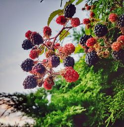 Close-up of berries growing on tree