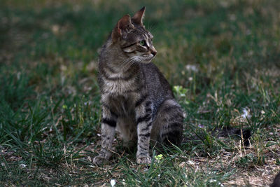 Cat sitting in a field