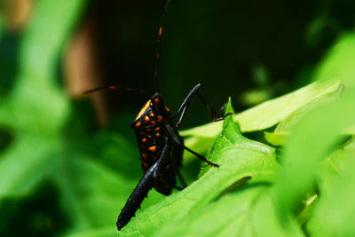 Close-up of butterfly on leaf