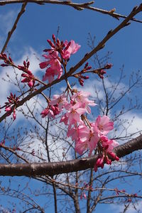 Low angle view of pink flowers blooming on tree