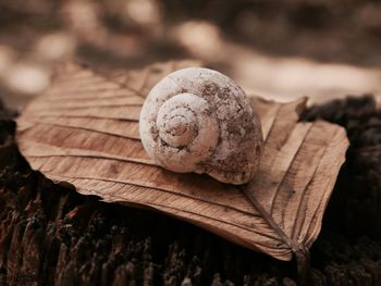 Close-up of dry leaf on wood against trees with shell