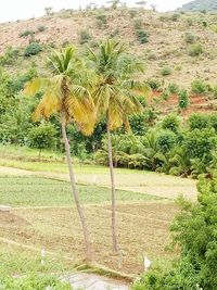 Trees on field