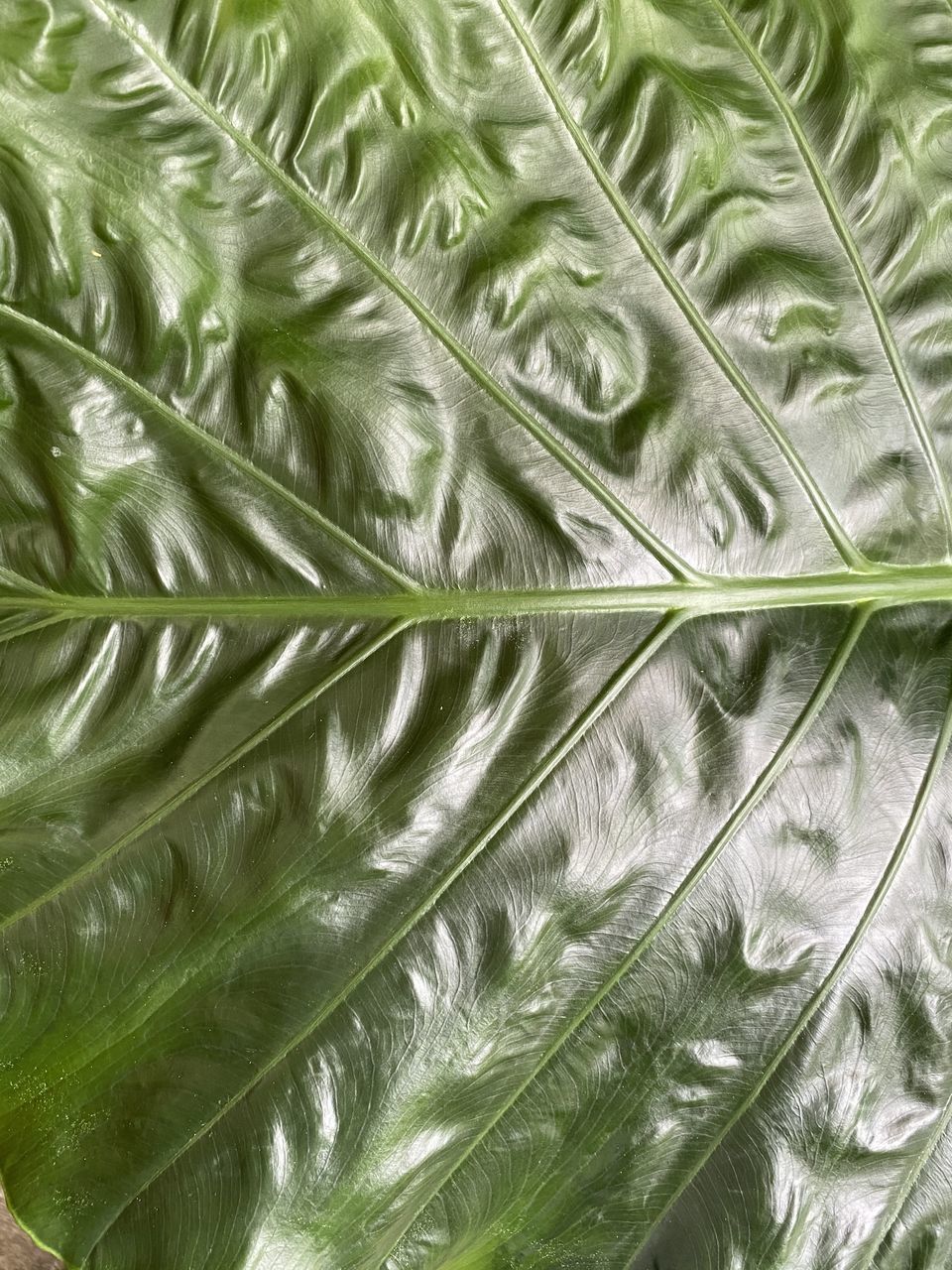 CLOSE-UP OF PALM LEAF
