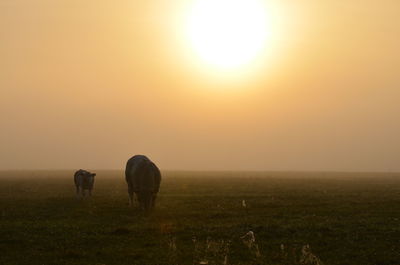 Rhinoceros on grassy field against sky during sunset