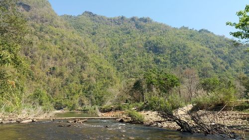 Scenic view of river amidst trees in forest