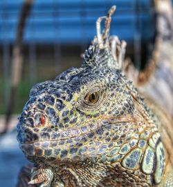 Close-up of a lizard