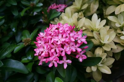 Close-up of pink flowers blooming outdoors