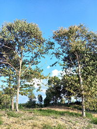 Low angle view of trees on field against clear sky