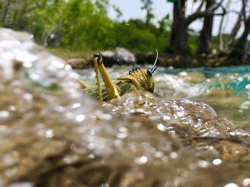 Close-up of insect on plant