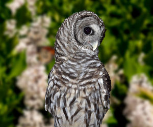 Close-up of a bird