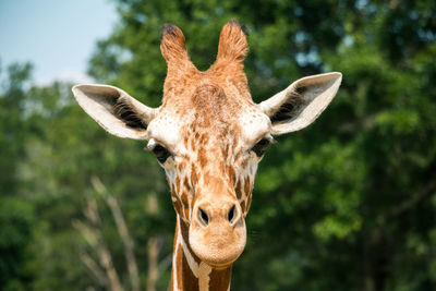 Close-up of giraffe