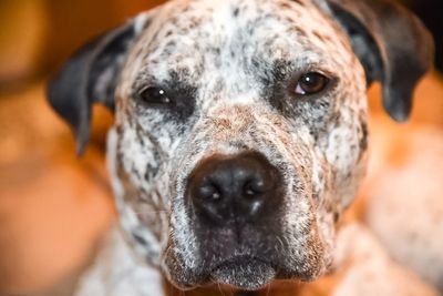 Close-up portrait of dog