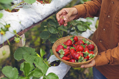 Hand holding strawberries