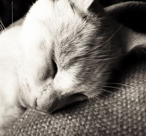 Close-up of cat sleeping