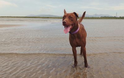 Portrait of dog on beach against sky