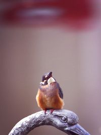 Close-up of pigeon