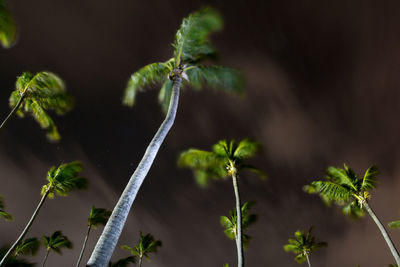 Close-up of plant