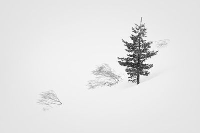 Low angle view of tree branch against sky during winter