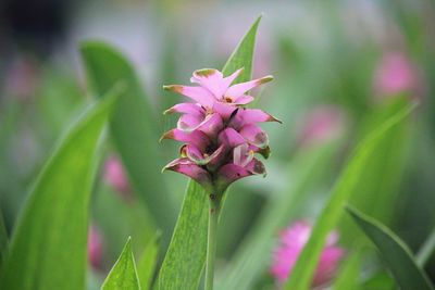 Close-up of pink flowering plant