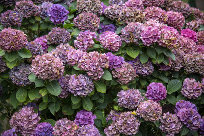 Close-up of flowers